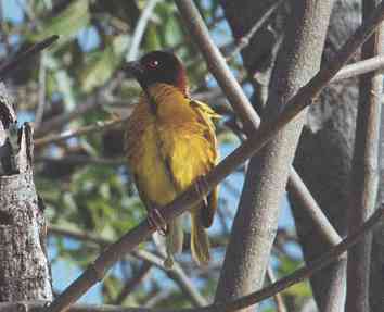 Village weaver