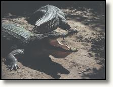 Katchikally Crocodile Pool