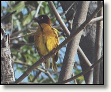 Village weaver